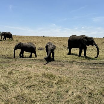 Adventure Life - Elephant family - Tours Near Me - Missoula, Montana