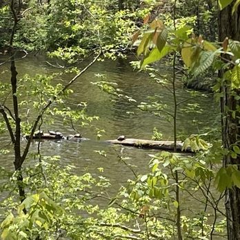 Bear Creek Lake State Park - See the turtles on the log? - Parks Near Me - Cumberland, Virginia Bear Creek Lake State Park - See the turtles on the log? - Parks Near Me - Cumberland, Virginia