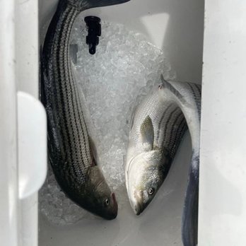 Between Alarms Charters - Two fish are positioned on a bed of ice inside a cooler. One fish has a dark, striped pattern, while the other is lighter in color. The cooler's interior is white, and a small black object is visible near the top. The image captures the fish in a fresh state, likely after a fishing trip. - Fishing Near Me - Orleans, Massachusetts