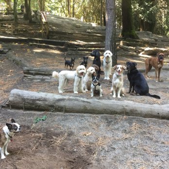 Tailwaggin' West - Dog Walkers Near Me - Seattle, Washington Tailwaggin' West - Dog Walkers Near Me - Seattle, Washington
