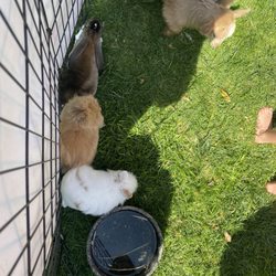 Gabi's Barnyard Adventures - Cuteness overload!