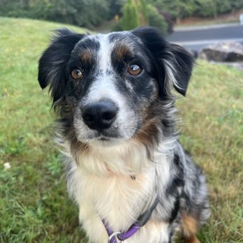 Bombshell k9 - Pet Training Near Me - Tacoma, Washington