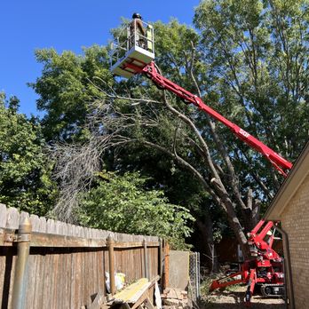 Texas Tree Medics - Ash tree removal - Tree Services Near Me Texas Tree Medics - Ash tree removal - Tree Services Near Me