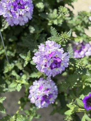 Piedmont Triad Farmers Market by null
