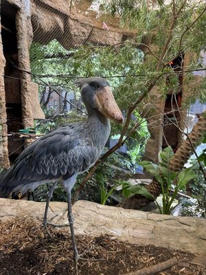 The Dallas World Aquarium by null