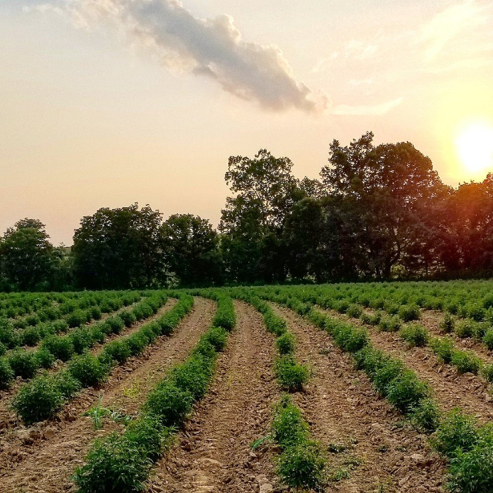 ROCKY RIDGE HEMP 10 Photos 109 Joe B Hall Ct, Cynthiana, Kentucky