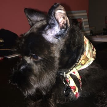 Salon Dog - Pet Groomers Near Me - Chicago, Illinois Salon Dog - Pet Groomers Near Me - Chicago, Illinois