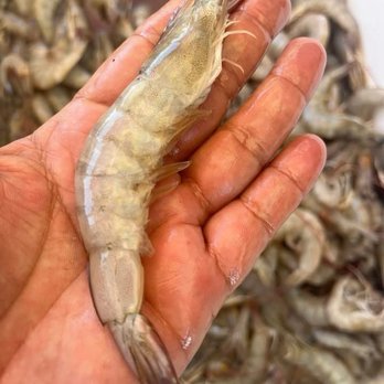 PCH Food Park - Shrimp look at that size we make sure it's fresh and always looking good - Food Trucks Near Me - Long Beach, California