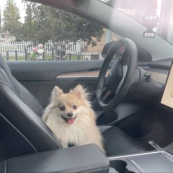Tesla Motors - Buddy loves doggie mode! - Car Dealers Near Me - Lone Tree, Colorado Tesla Motors - Buddy loves doggie mode! - Car Dealers Near Me - Lone Tree, Colorado