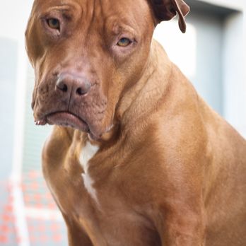 Veterinary Emergency Group - Emergency Pet Hospital Near Me - Chandler, Arizona Veterinary Emergency Group - Emergency Pet Hospital Near Me - Chandler, Arizona