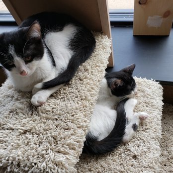 Safe Haven Pet Sanctuary - Animal Shelters Near Me - Green Bay, Wisconsin