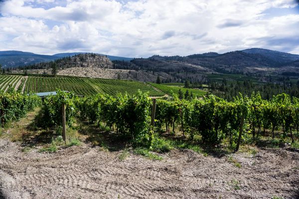 Stag's Hollow Winery by null