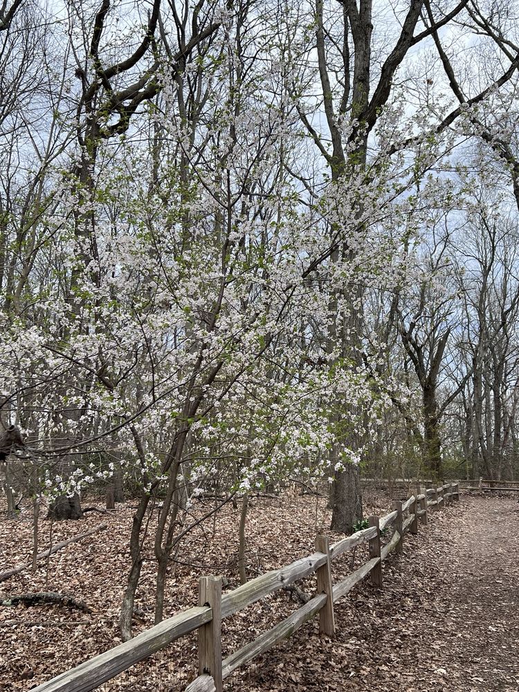 Blackstone Park Conservation District