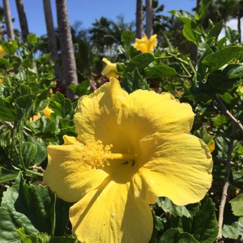 E Noa Tours - Tours Near Me - Honolulu, Hawaii E Noa Tours - Tours Near Me - Honolulu, Hawaii
