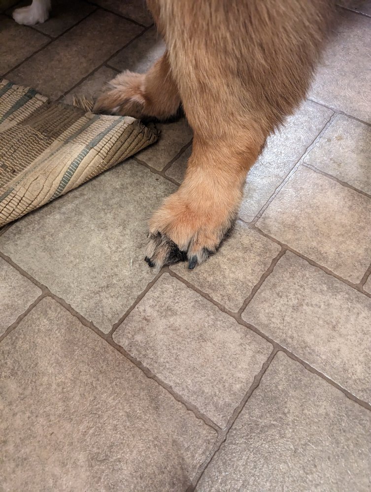 DOG VALLEY GROOMING Updated September 2024 12 Photos 485 East College Ave, Pleasant Gap