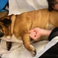 Bayshore Animal Hospital - Our sweet Brie
