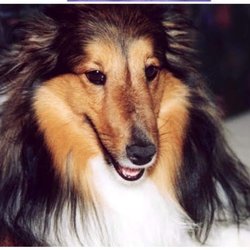 Poverty's Pets - Reggie adopted from Sheltie Rescue in Los Angeles 1989.