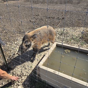 Ox Ranch - Wildlife Hunting Ranges Near Me - Uvalde, Texas Ox Ranch - Wildlife Hunting Ranges Near Me - Uvalde, Texas