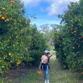 Dooley Groves - Fruits & Veggies Near Me - Ruskin, Florida Dooley Groves - Fruits & Veggies Near Me - Ruskin, Florida