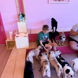 So many pugs!!