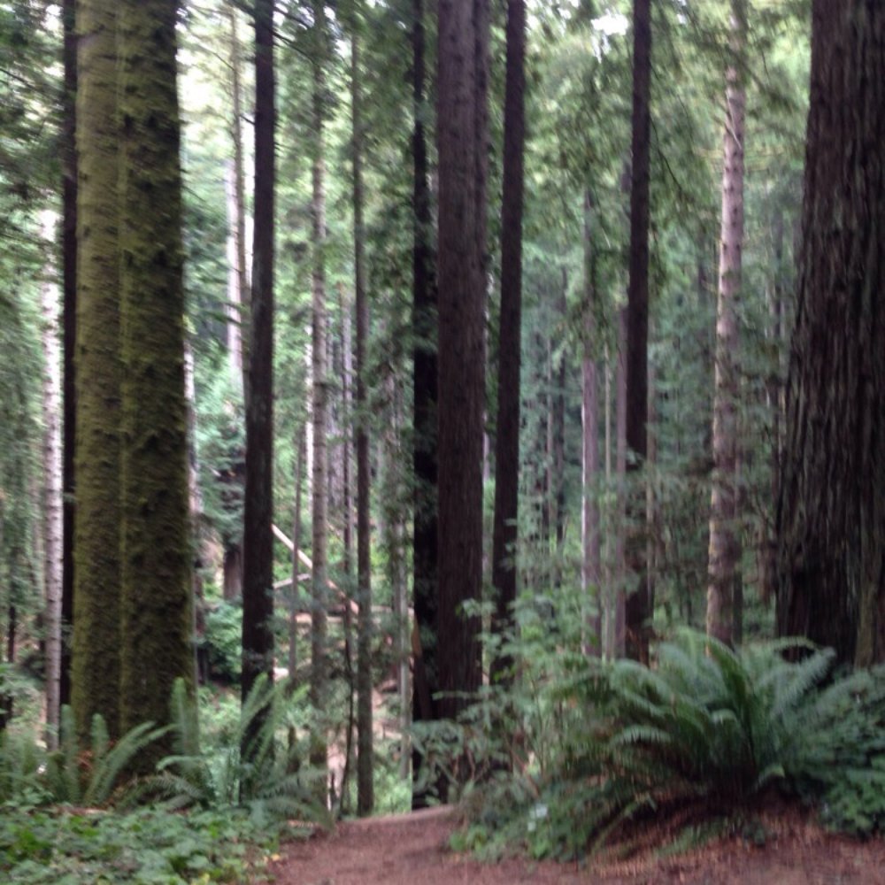 Redwood Park - Parks Near Me - Arcata, California Redwood Park - Parks Near Me - Arcata, California
