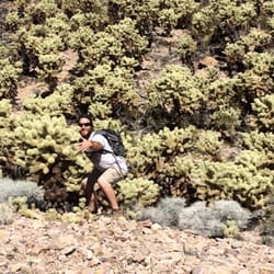 Teddy Bear Cholla Forest - There's always one in the crowd