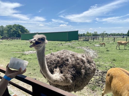 Bayou Wildlife Zoo by null