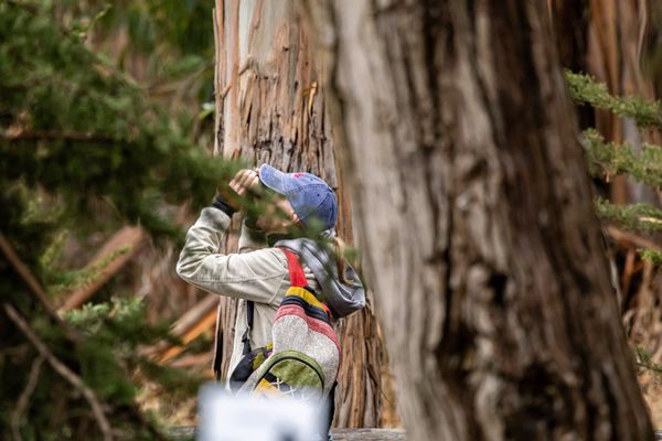 Monarch Butterfly Grove by null