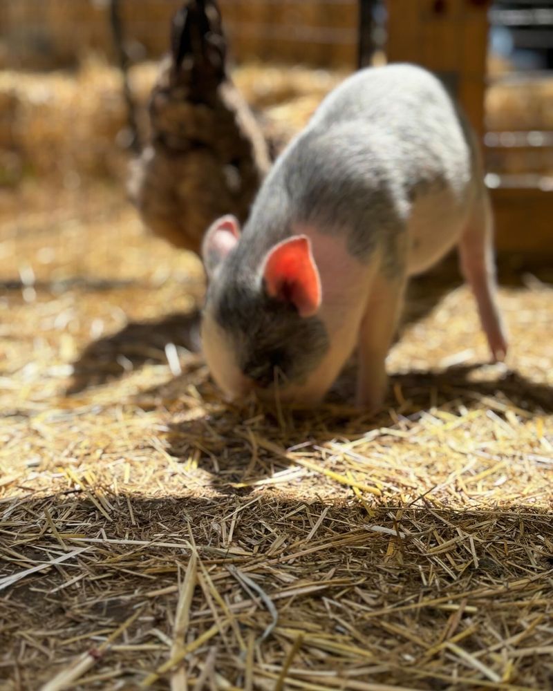 Dixie’s Mobile Mini Farm Logo