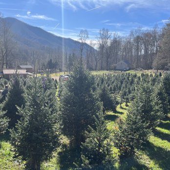 Fir Haven's Sake Christmas Tree Farm - Christmas Trees Near Me - Andrews, North Carolina Fir Haven's Sake Christmas Tree Farm - Christmas Trees Near Me - Andrews, North Carolina