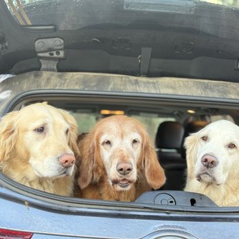 All Bright Canines - Dogs - Pet Training Near Me - Oakdale, Connecticut All Bright Canines - Dogs - Pet Training Near Me - Oakdale, Connecticut