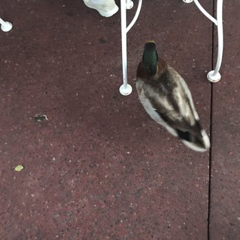 Casey's Corner - Duck! (Don't feed them or they won't be able to fly!) - Hot Dogs Near Me - Orlando, Florida
