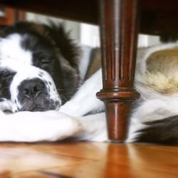 Kevin Russell  DVM - Winston (Saint Bernard)