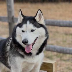 Wiggles Pet Resort on Madison Rd