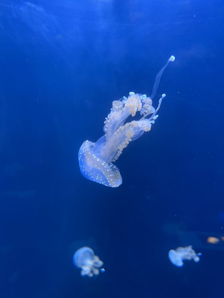 Anchor Aquarium Service Inc.