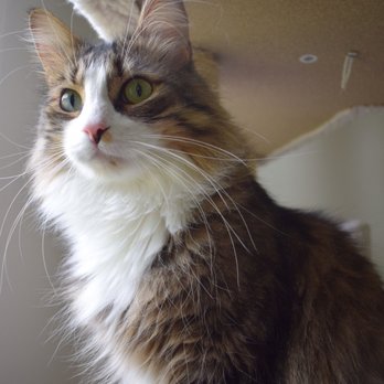 Felix & Oscar - Daoloth. - Pet Stores Near Me - Alexandria, Virginia
