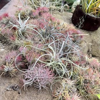 Rainforest Flora - Air plants - Nurseries & Gardening Near Me - Torrance, California Rainforest Flora - Air plants - Nurseries & Gardening Near Me - Torrance, California