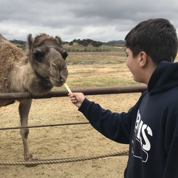 Oasis Camel Dairy - Attraction Farms Near Me - Ramona, California Oasis Camel Dairy - Attraction Farms Near Me - Ramona, California