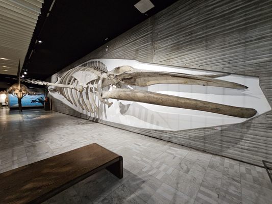 Senckenberg Nature Museum by null