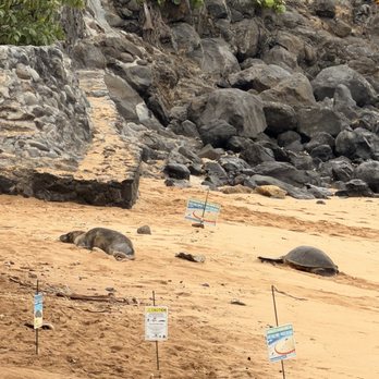 Mama's Fish House - Sea turtle and monk sea lion on the way in - Seafood Near Me - Paia, Hawaii Mama's Fish House - Sea turtle and monk sea lion on the way in - Seafood Near Me - Paia, Hawaii