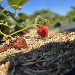 Tru2Earth Farm - Very Berry Strawberry!