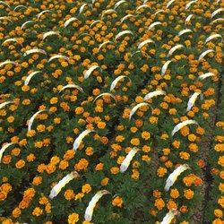 Altman Specialty Plant's - French marigolds