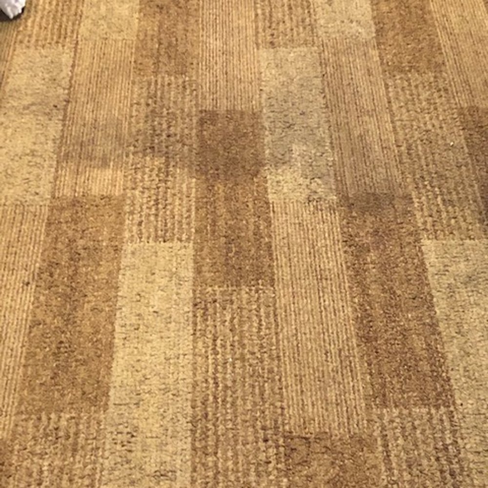 Johnston Canyon Lodge & Bungalows - Stain on Rug 1 - Resorts Near Me - Banff, Alberta Johnston Canyon Lodge & Bungalows - Stain on Rug 1 - Resorts Near Me - Banff, Alberta