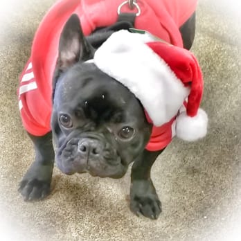 PetSmart Doggie Day Camp - Yes Santa is a Frenchie - Pet Groomers Near Me - Mississauga, Ontario