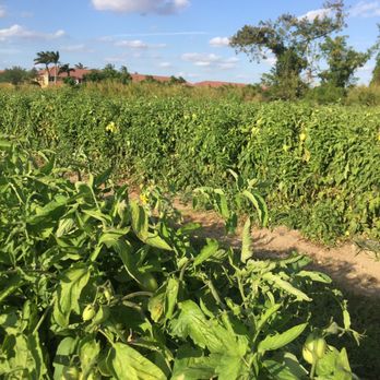 U Pick Farms - Pick Your Own Farms Near Me - Miami, Florida