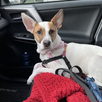 Beach Puppy - Upset we are leaving her favorite store! - Pet Stores Near Me - Seaside, Oregon Beach Puppy - Upset we are leaving her favorite store! - Pet Stores Near Me - Seaside, Oregon