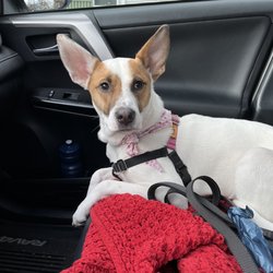 Beach Puppy - Upset we are leaving her favorite store!