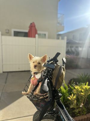 The Mob Shop by null