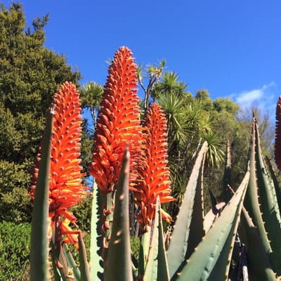 Blue Mountains Botanic Garden Mount Tomah by null