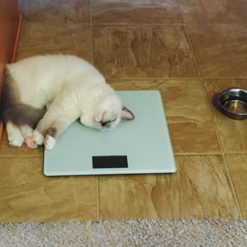 Ragmeister Ragdolls - About three month old. Always sleepy on the afternoon. - Pet Breeders Near Me Ragmeister Ragdolls - About three month old. Always sleepy on the afternoon. - Pet Breeders Near Me